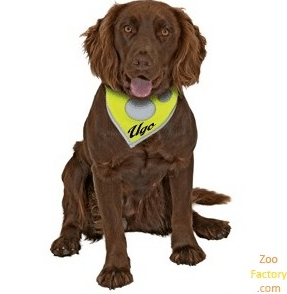 Salon Chiens Chats Paris Accessoires Chien Chat Salon