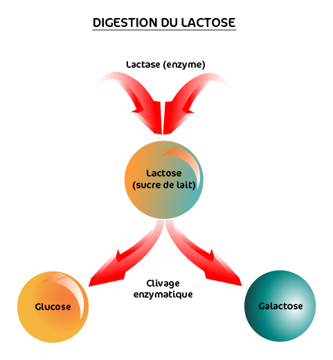 digestion-lactose