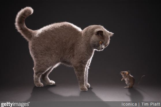 conseils-cohabitation-chat-rongeur-souris-rat