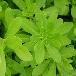 Variété de Pittosporum Tobira Nana