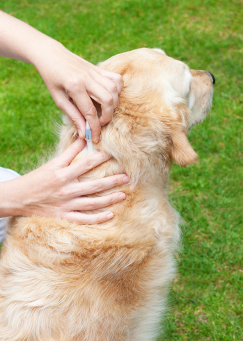 Il est recommandé de traiter son animal contre les tiques