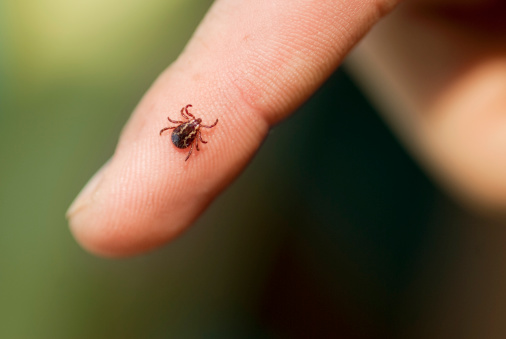 La tique Ixodes peut être responsable de la maladie de Lyme chez l'homme et chez l'animal