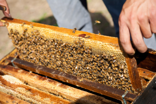 matériel d'apiculture