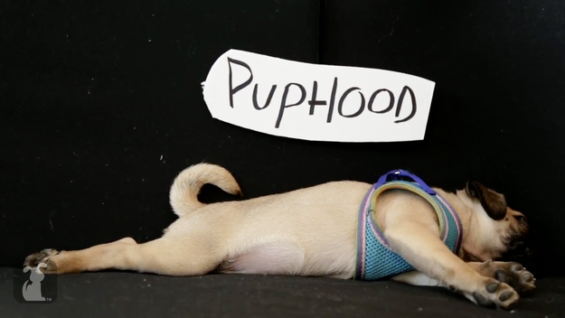 puphood