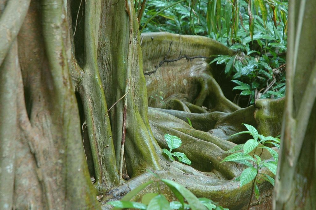 reserve naturelle belize