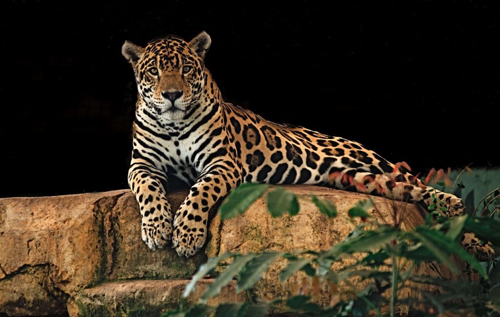 jaguar-belize