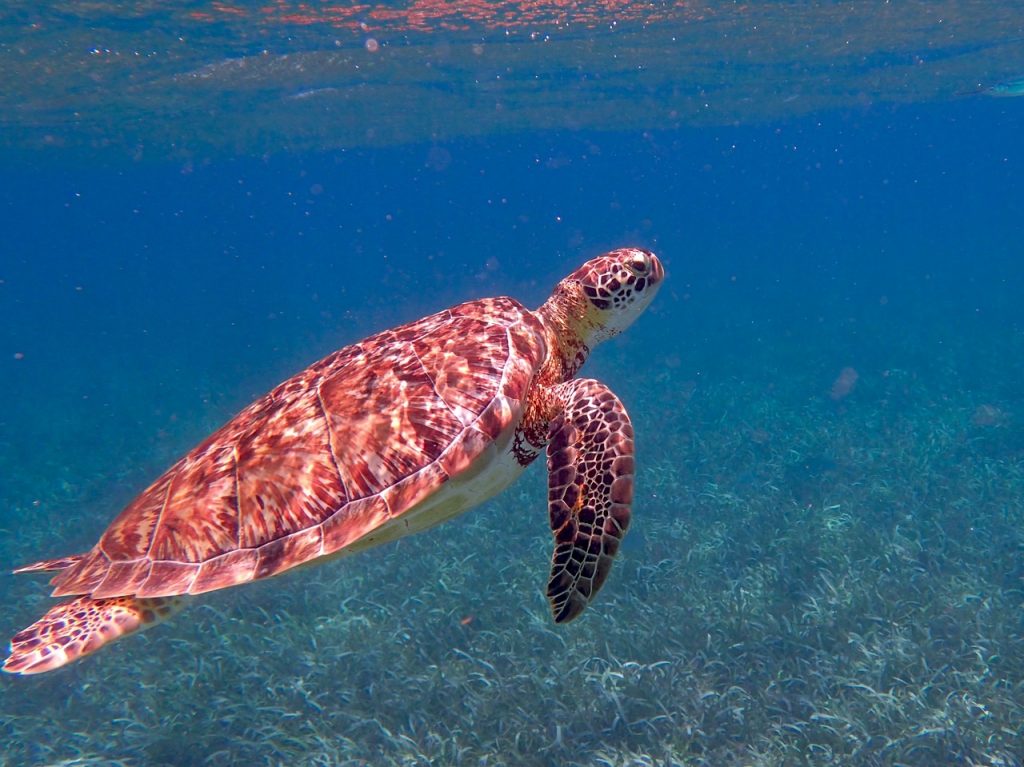 tortue belize caraibes 